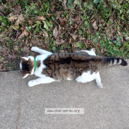 Photo 1/1 Found cat Found in Liege