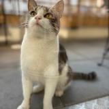 Picture of cat lost at Metz