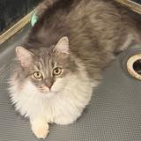 Picture of cat lost at Mouscron