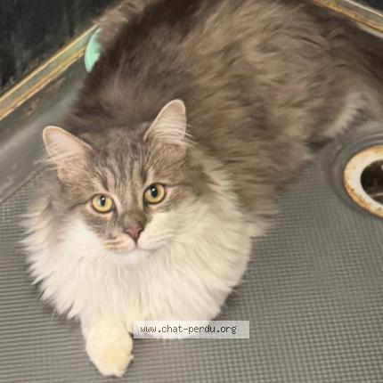 Photo 1/1 Poutchi Chat lost in Mouscron