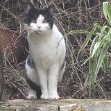 Picture of cat found at Nimes