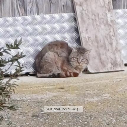 Photo 1/1 Found cat Found in Poncins