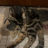 Picture of cat found at Le Pre Saint Gervais