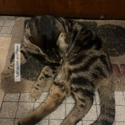 Photo 1/1 Found cat Found in Le pre saint gervais