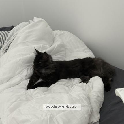 Photo 1/1 Found cat Found in Drancy