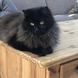 Picture of cat lost at Salans