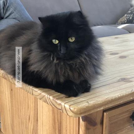 Photo 1/1 Shiva Chat lost in Salans