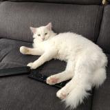 Picture of cat lost at St Jean Sur Mayenne