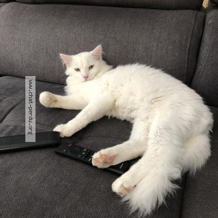 Photo 1/1 Hermès Chat lost in St jean sur mayenne