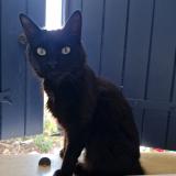 Picture of cat lost at Villedoux