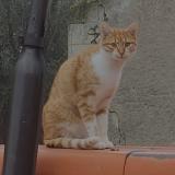 Picture of cat lost at Orbigny