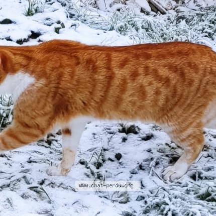 Photo 2/3 Léon Chat lost in Orbigny