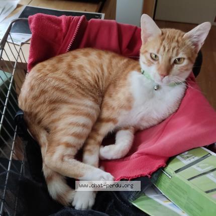 Photo 3/3 L&eacute;on Chat lost in Orbigny