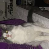 Picture of cat lost at Fresno