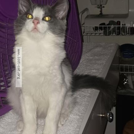 Photo 1/1 Angelo Cat lost in Fresno
