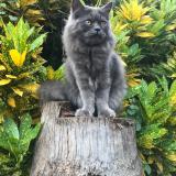 Picture of cat lost at Coimbatore