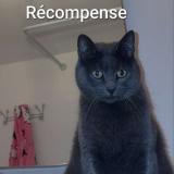 Picture of cat lost at Roubaix