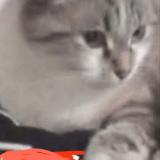 Picture of cat lost at Coueron