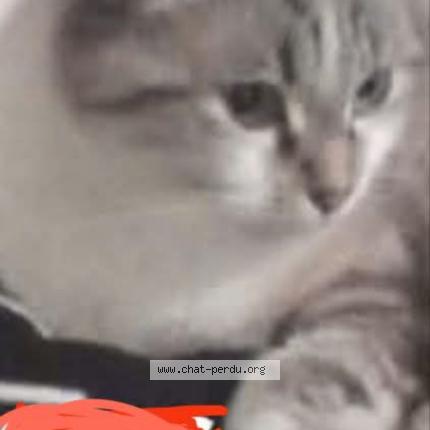 Photo 1/1 snow Chat lost in Coueron