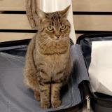 Picture of cat lost at Cannes