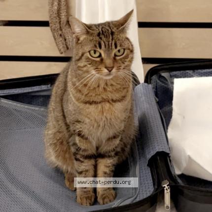 Photo 1/1 Candy Chat lost in Cannes