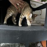 Picture of cat found at Rieux Minervois