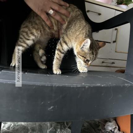 Photo 1/1 Found cat Found in Rieux minervois