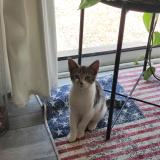 Picture of cat lost at Bruille Saint Amand