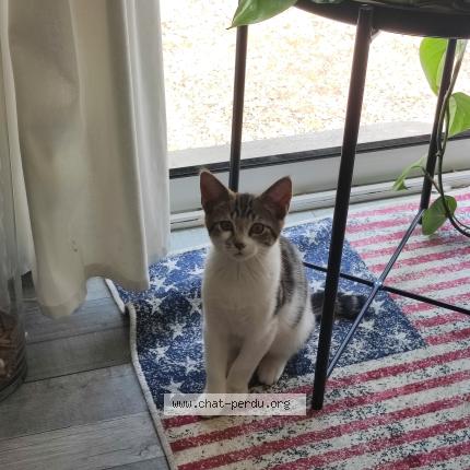 Photo 1/1 Berlioz Chat lost in Bruille saint amand