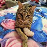 Picture of cat lost at Nancy