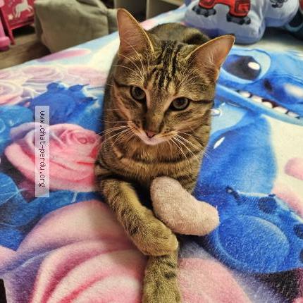 Photo 1/1 Tigrou Chat lost in Nancy