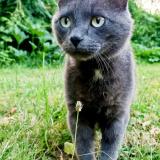 Photo of a cat found in Petit Bourg