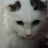 Picture of cat found at Villefranche De Rouergue