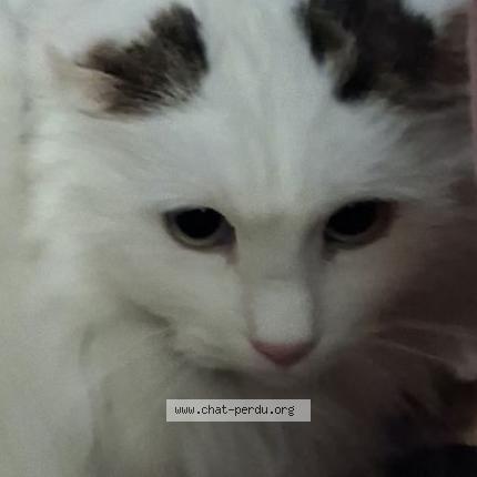 Photo 1/1 Found cat Found in Villefranche de rouergue