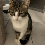 Picture of cat lost at Longperrier