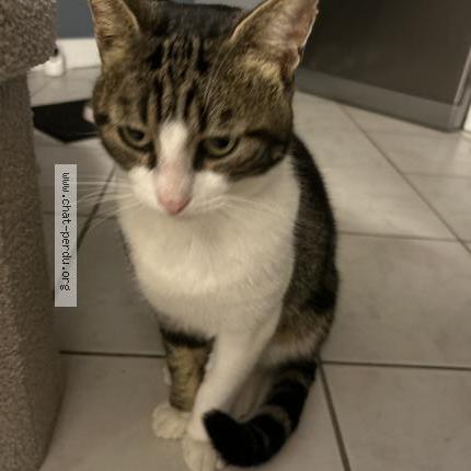 Photo 1/1 Naka Chat lost in Longperrier