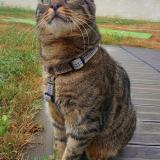 Picture of cat lost at Chevigny En Valiere