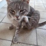 Picture of cat lost at Boulogne Sur Mer