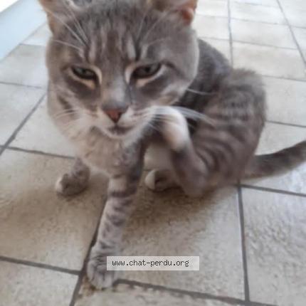 Photo 1/1 Salem Chat lost in Boulogne sur mer