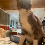 Picture of cat lost at Bourgbarre