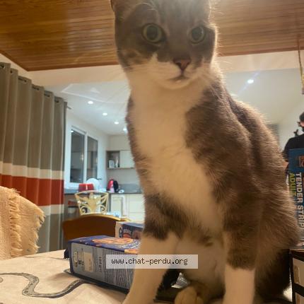 Photo 1/2 NABOO Chat lost in Bourgbarre