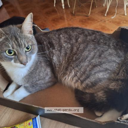 Photo 2/2 NABOO Chat lost in Bourgbarre