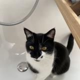 Picture of cat lost at Grugnay Chamoson