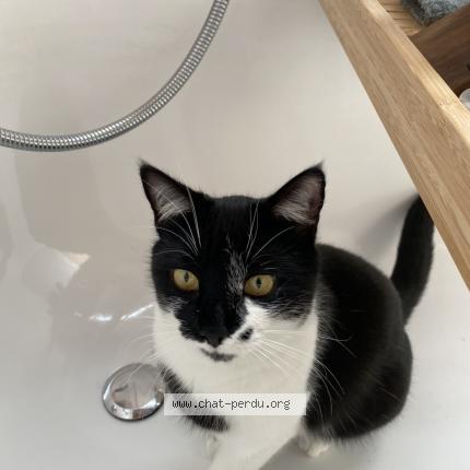 Photo 1/1 Piou Chat lost in Grugnay chamoson