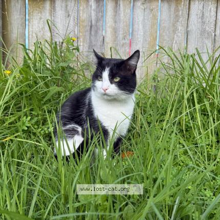 Photo 1/1 Reunited cat Lost in Auckland
