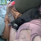 Picture of cat lost at Spartanburg