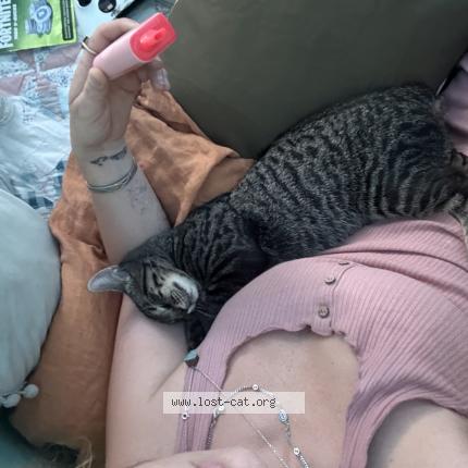 Photo 1/1 Slip Chat lost in Spartanburg