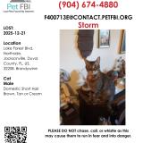 Picture of cat lost at Jacksonville