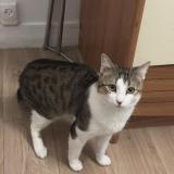 Picture of cat lost at Argenteuil