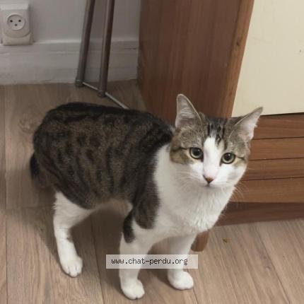 Photo 1/1 Pumma Chat lost in Argenteuil